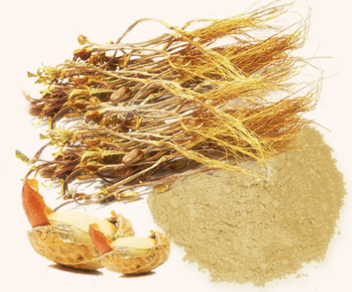 땅콩새싹, 땅콩새싹차, 새싹땅콩, 새싹땅콩차, 땅콩새싹효능