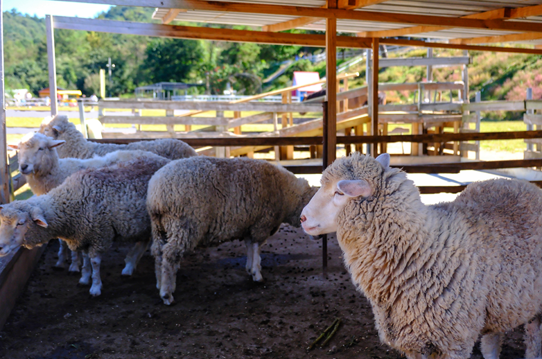 해피초원목장의 양떼