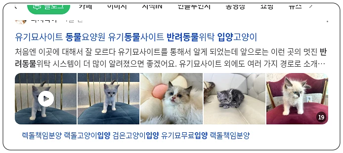 반려동물 입양_1_subsection