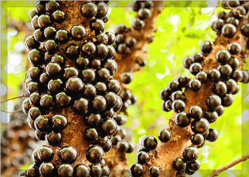 자보티카바 효능 경험담, 후기 및 먹는 법 제대로 알아보기