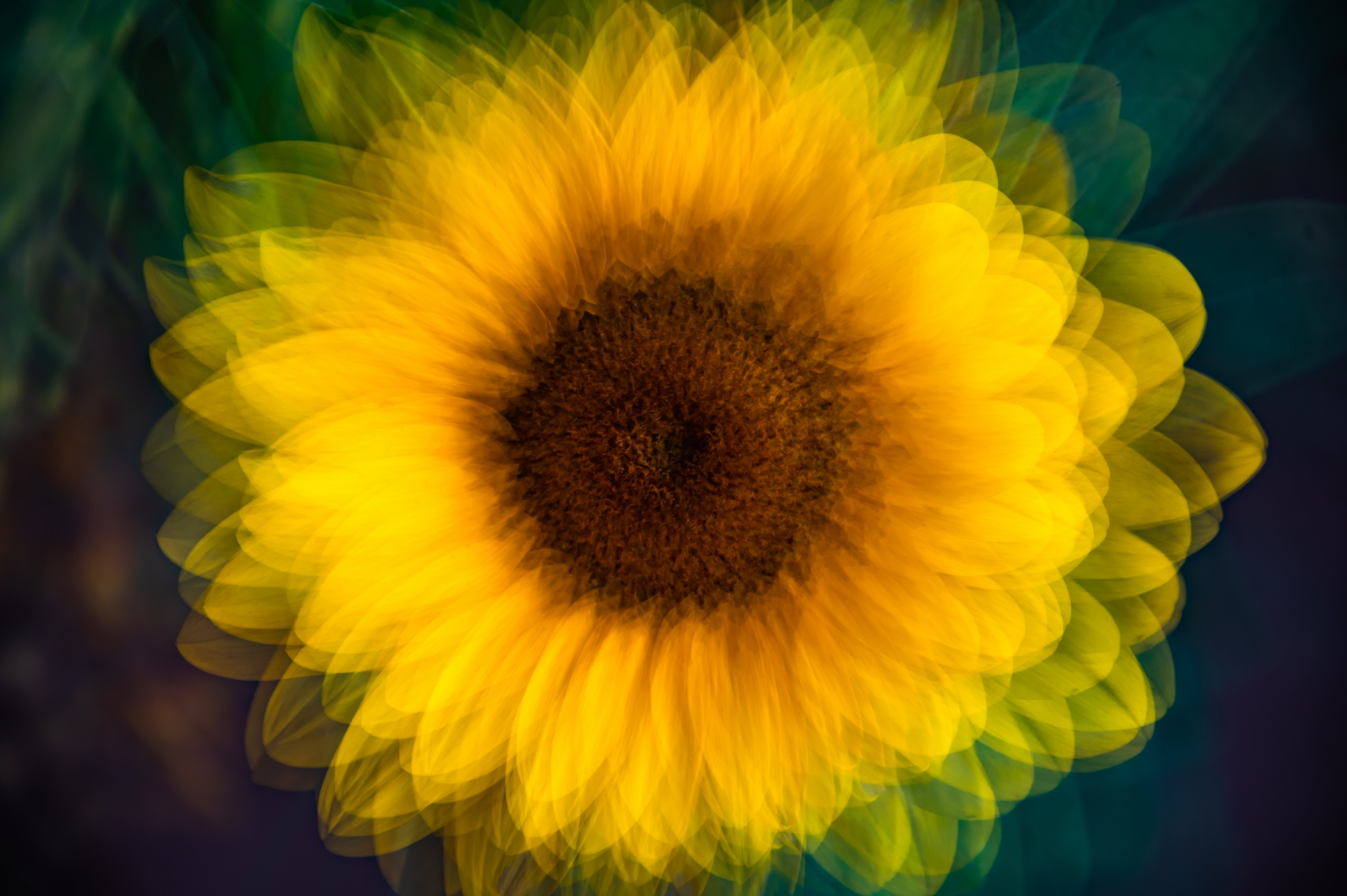 해바라기 다중 이미지