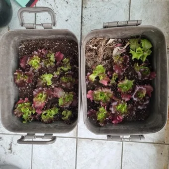 베란다 텃밭 흙 고르기 배수층 화분 선택 물주기 비료주기_9