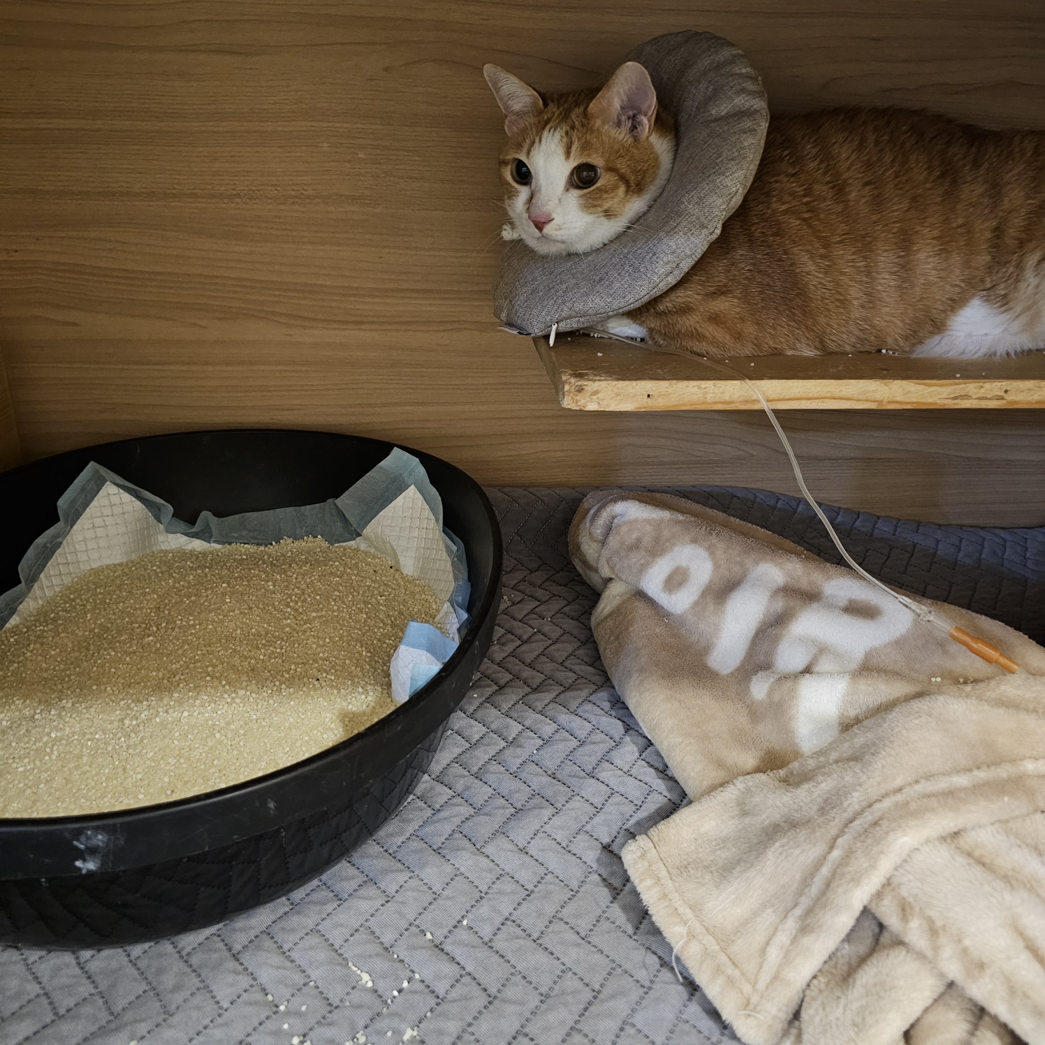 입원한_호야_고양이_담관염_췌장염_13