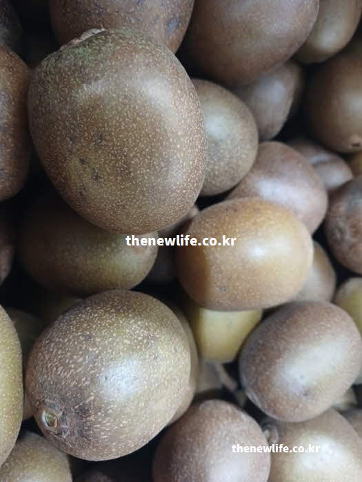 키위 효능 혈당 조절 수용성 식이섬유