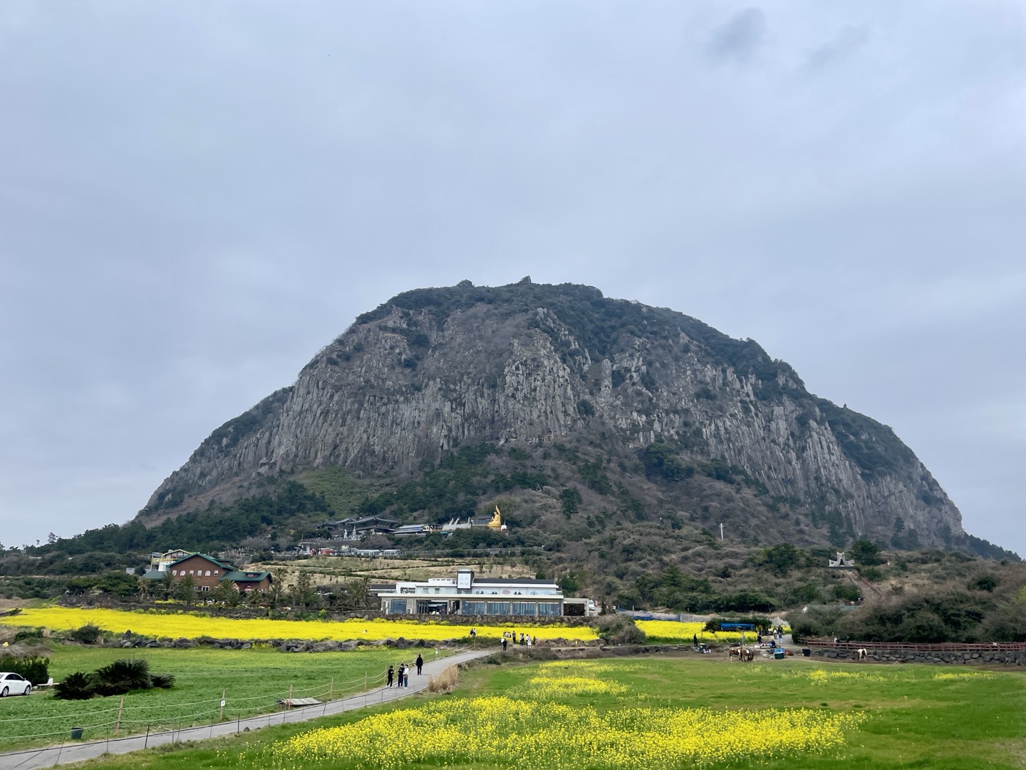 제주 유채꽃 필수 코스