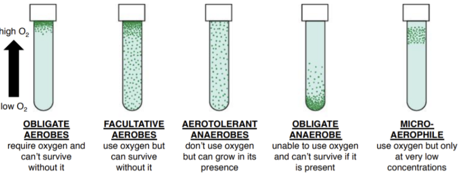 산소 요구량에 따른 미생물 분류 특징 및 산업적 응용