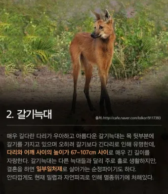 멸종 위기 동물 증가 원인과 환경 문제 분석_15
