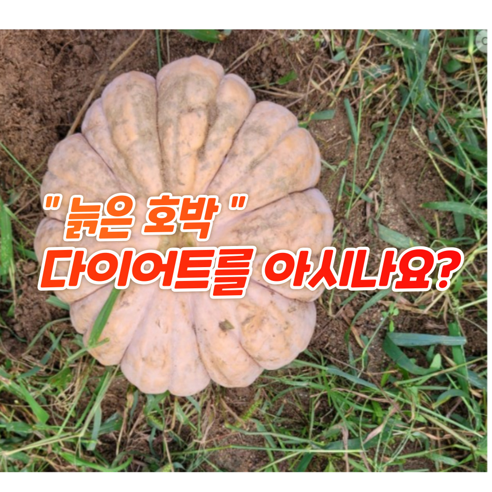 늙은 호박 다이어트