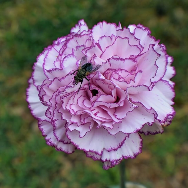 스승의 날 문구