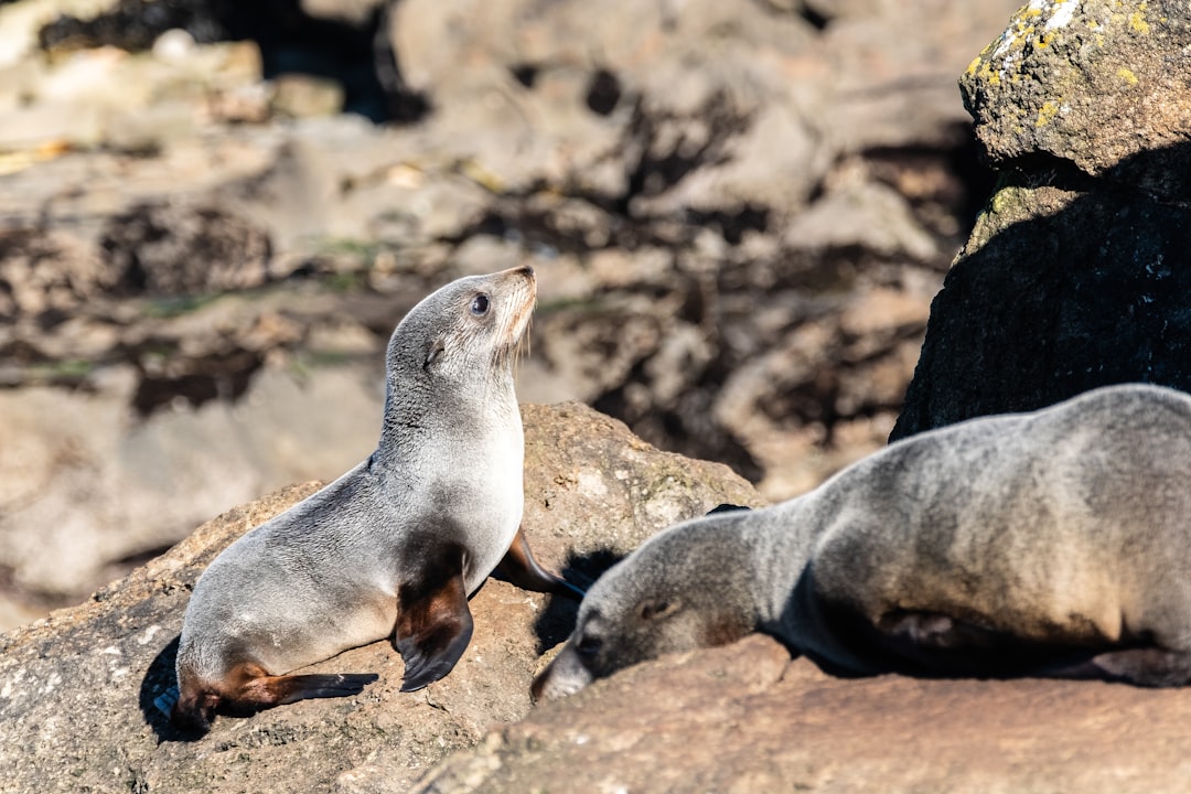 Seal