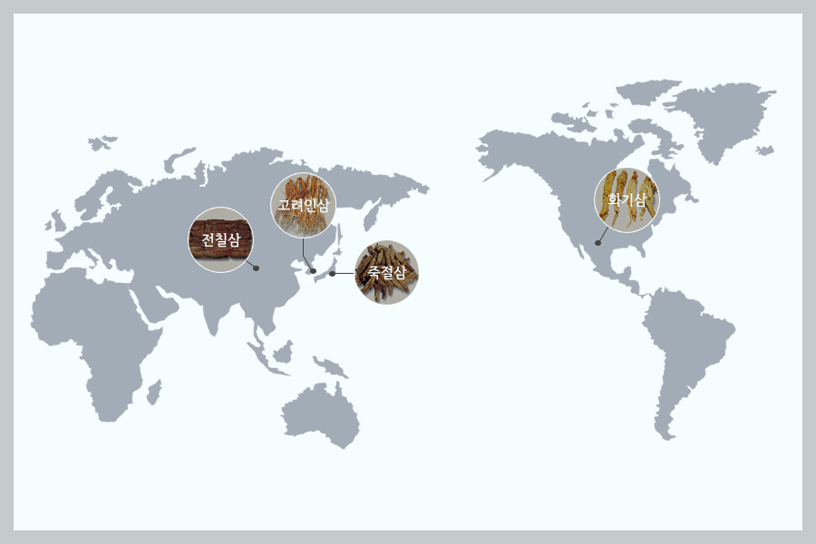 인삼 산지 구분