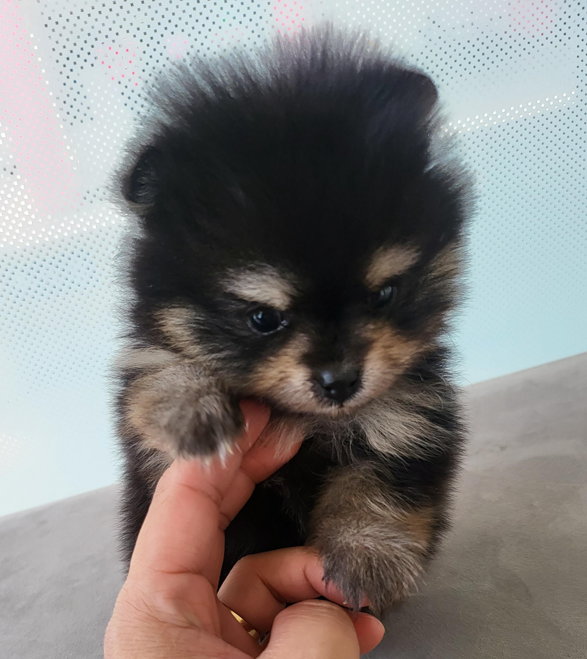퍼피 달콩