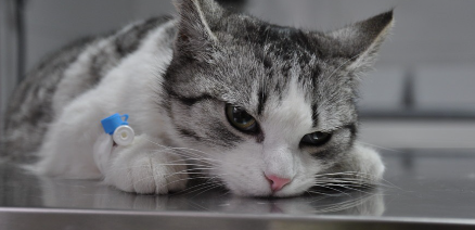 기운없는 고양이