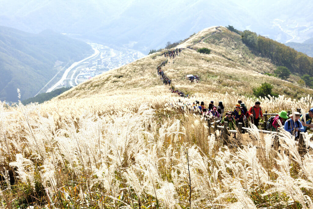 민둥산억새축제