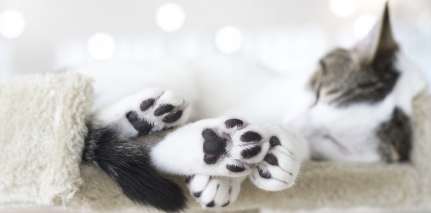 누워있는 고양이