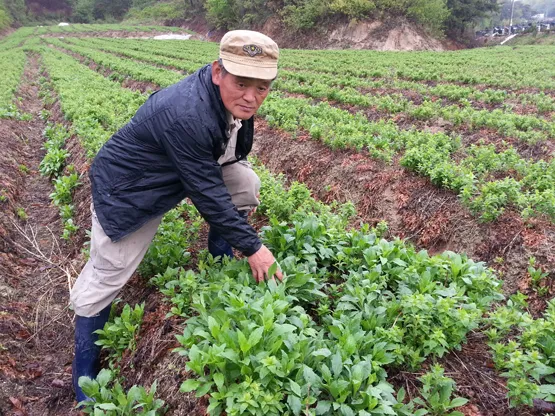 도라지 재배 종자 처리 배수 관리 굵게 키우기_4