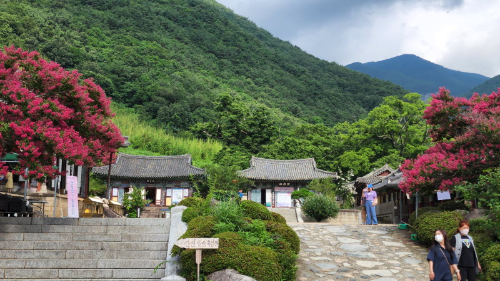 표충사 배롱나무