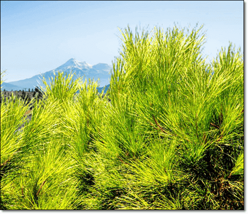 새로 나온 솔잎 