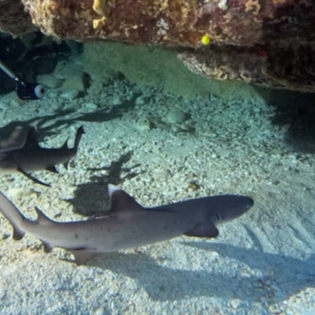 Tinian Grotto