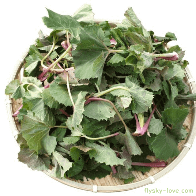 머위 고르는 법