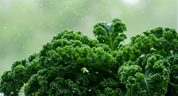 케일(Kale)