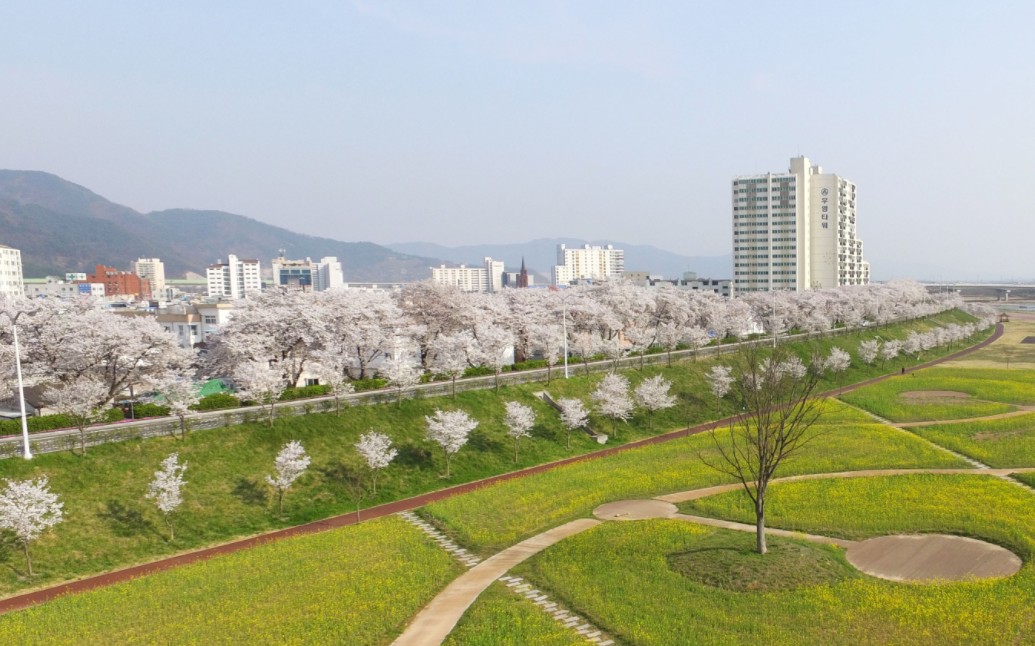 밀양 벚꽃 명소