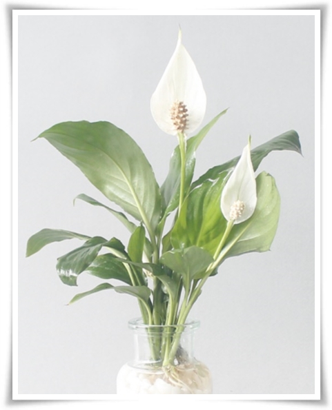 &quot;실내 공기정화에 좋은 식물 Best 10&quot; 공기정화 식물로 건강한 공간 만들기!