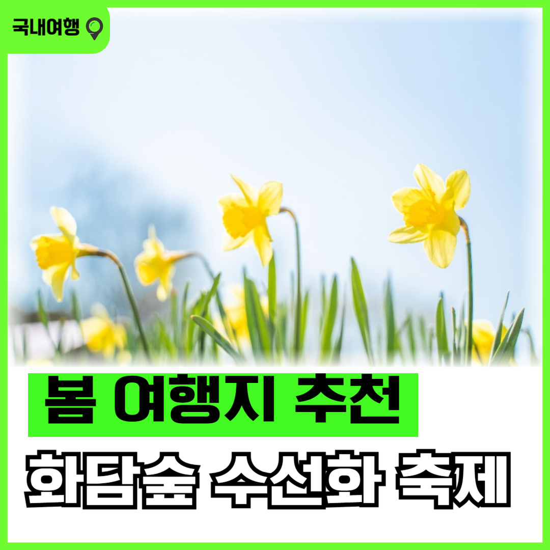 봄 여행 화담숲 수선화 축제