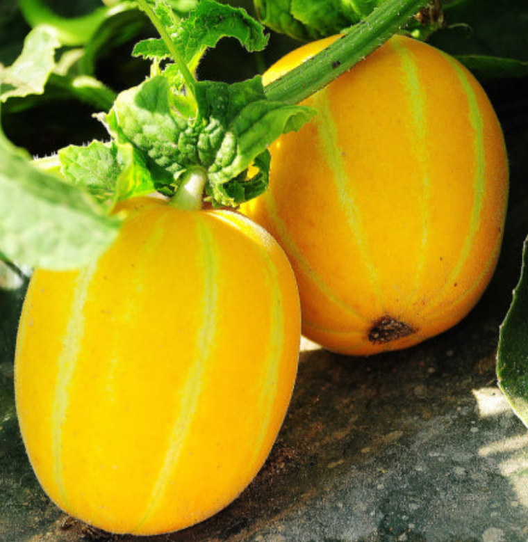 참외-효능-부작용-하루-섭취량-관련-사진