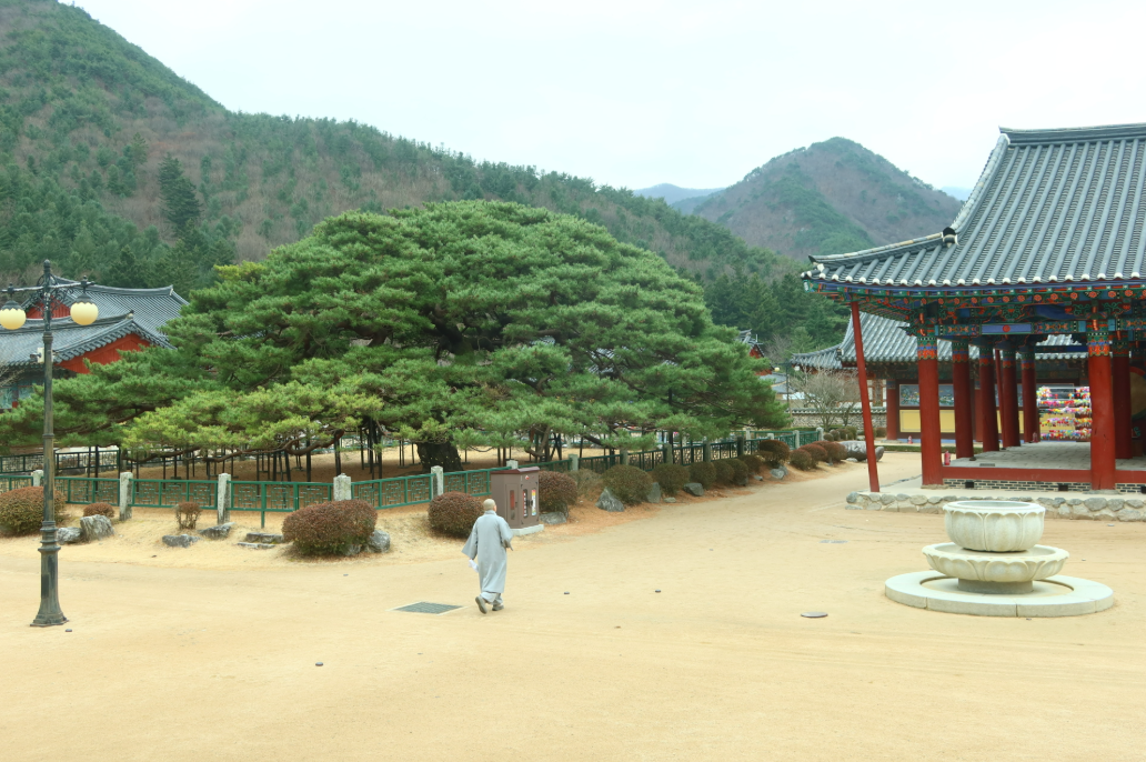 경북 청도 운문사 경내 오래된 소나무와 고즈넉한 사찰 전경