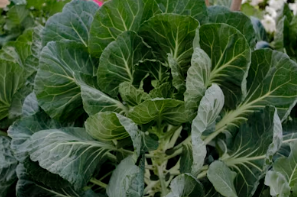 경주 봄나들이 완벽 코스: 보문단지 벚꽃 산책과 향긋한 산나물 비빔밥의 만남