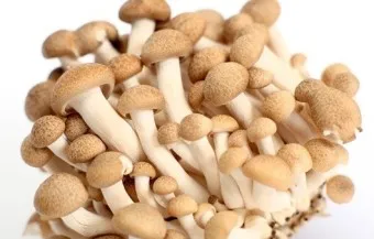 만가닥버섯 효능_8