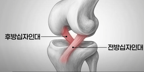 강아지가 다리를 절어요&hellip;십자인대 파열의 모든 것 (해리동물병원 김태희 원장)
