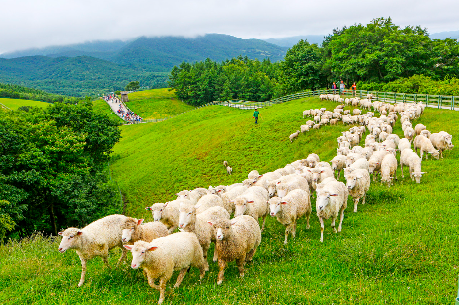 평창 가볼만한곳 베스트10
