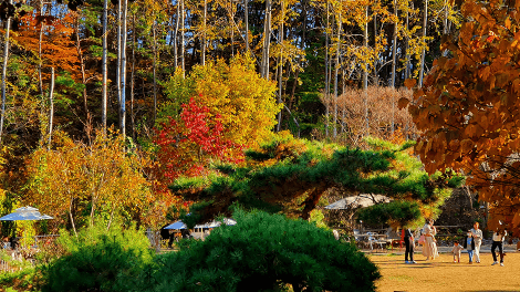 반려동물과 함께하는 가을 정원 여행지 추천 : 한국수목원정원관리원 선정 BEST 5