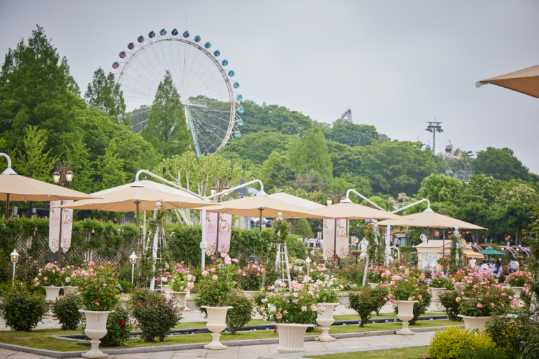 에버랜드 로로티 장미축제