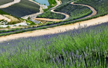 정읍 허브원 라벤더 축제