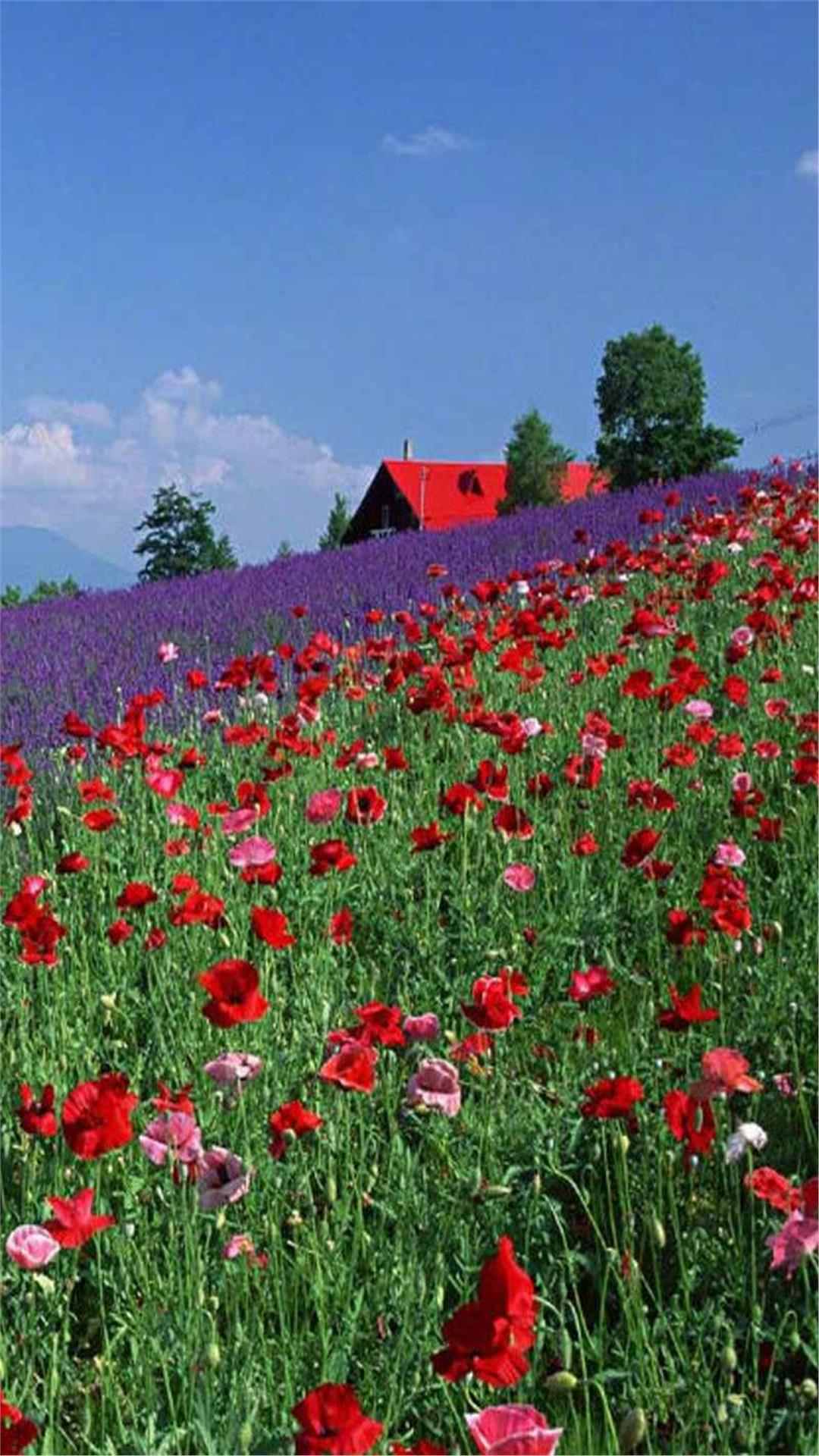 Flower wallpaper