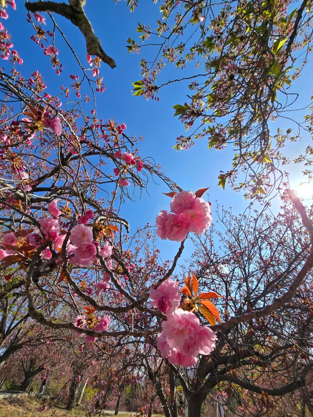 겹벚꽃4월15일자