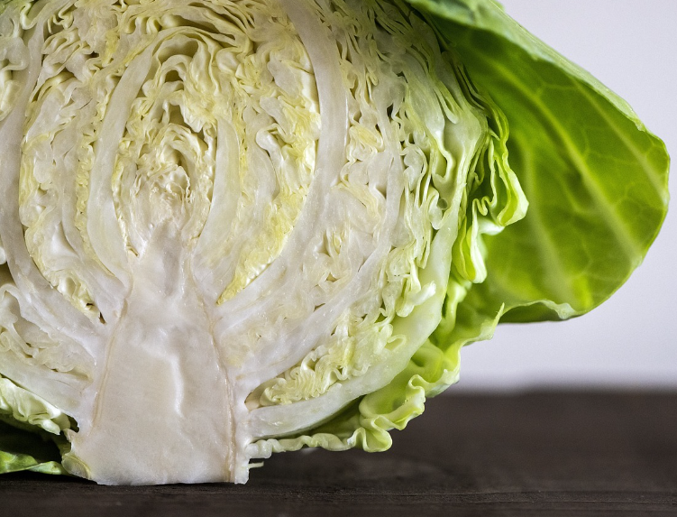 양배추 사진