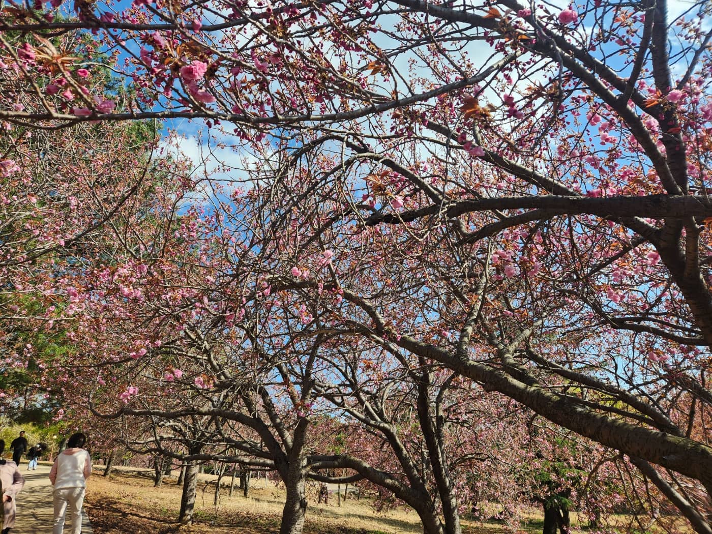 겹벚꽃4월15일자