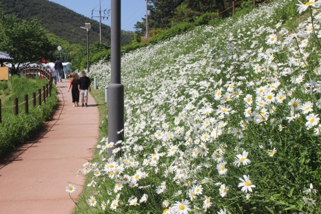 대구 진밭골산림공원 샤스타데이지 개화 시기 및 위치, 주차 정보 총정리