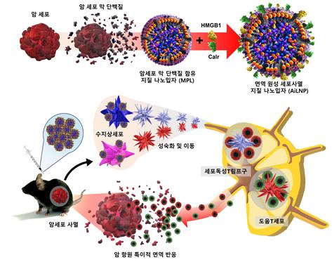 암 백신이 면역작용을 일으켜 암을 소멸시키는 과정을 나타낸 그림