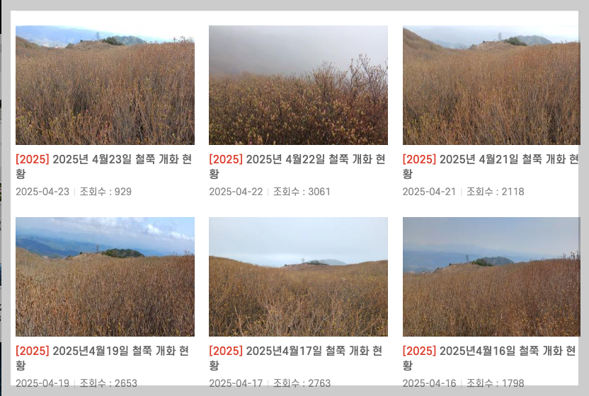 2025 황매산 철쭉축제 일정, 프로그램, 주차 등 총정리