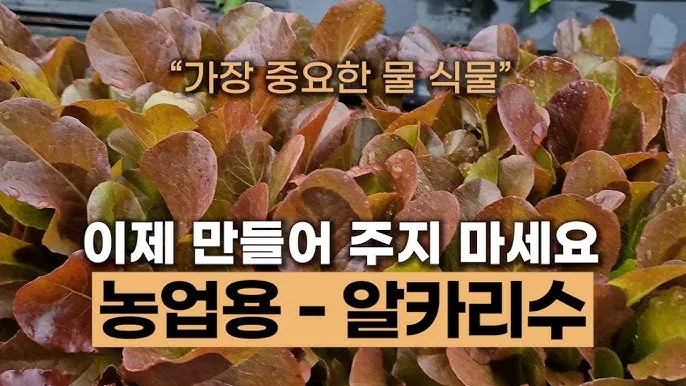 알카리수 효능과 알칼리수 부작용까지 완벽 분석_2