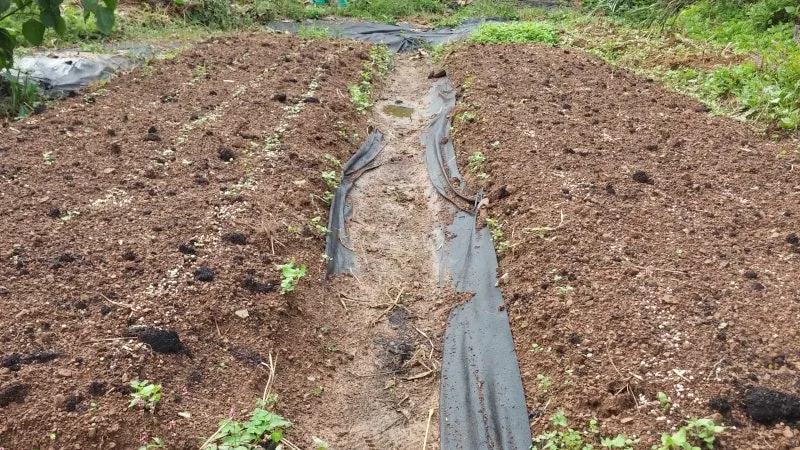 겨울초 파종시기 심는 시기 나물 요리법 농업 재배_8