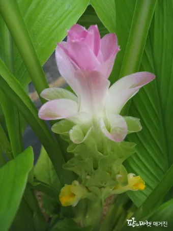 강황 재배 따뜻한 온도 보온 피복 수확 건조_5