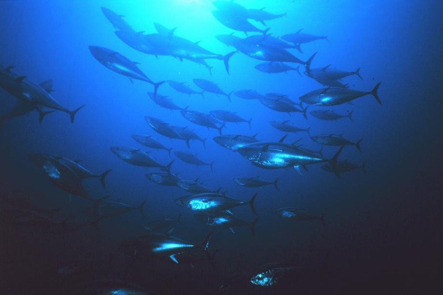 &copy; School of bluefin tuna. Credit: NOAA Fisheries