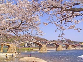 멀리 다리가 보이고 벚꽃이 피어있다.