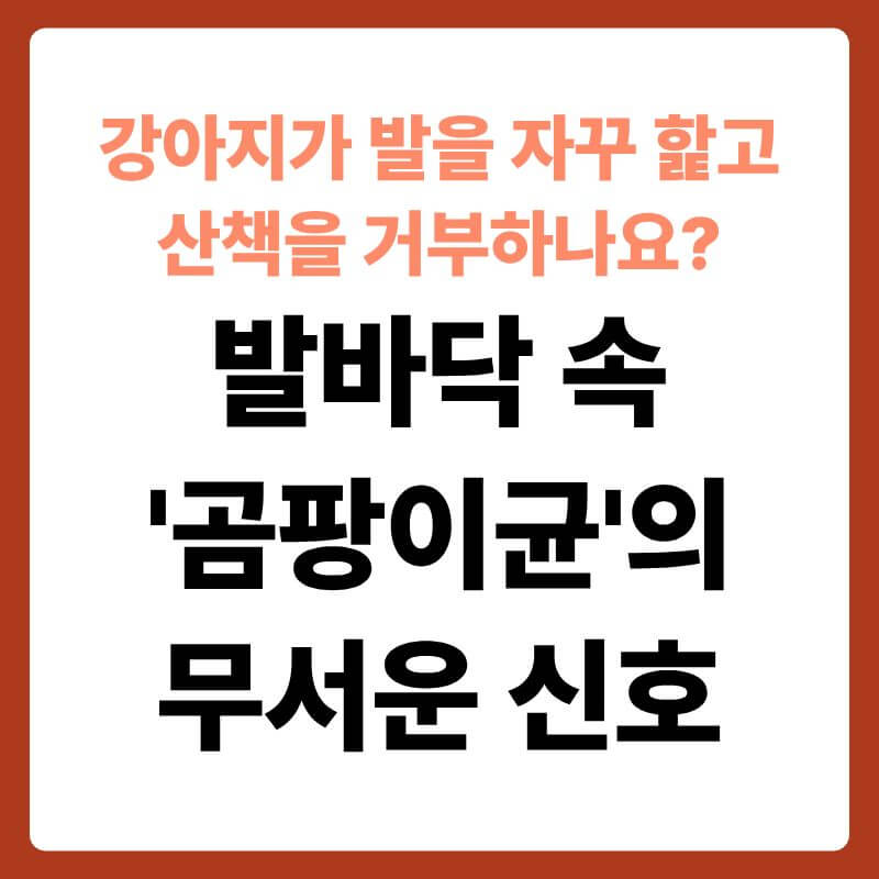자신의 붉게 변한 앞발바닥을 혀로 핥고 있는 반려견의 구석진 모습